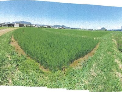 (値下げ) 香川県丸亀市 岡田駅17分 農地 32万円の競売物件情報 #1