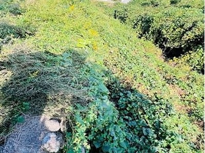 (値下げ) 三重県桑名市 多度駅11分 土地 230万円の官公庁公売物件情報 #10