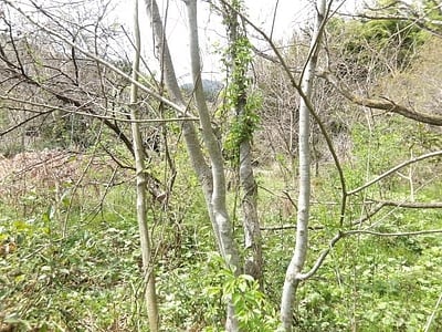 (値下げ) 茨城県久慈郡大子町 下野宮駅 土地 85万円の官公庁公売物件情報 #8