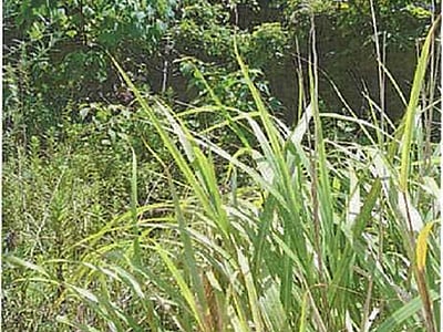 愛媛県南宇和郡愛南町 土地 219万円の競売物件情報 #4
