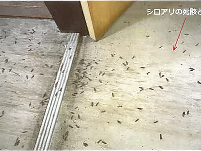 (値下げ) 佐賀県鹿島市 肥前鹿島駅 戸建て 958万円の競売物件情報 #21
