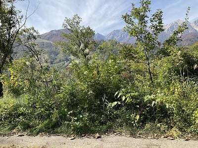 長野県北安曇郡白馬村 信濃森上駅 土地 393万円の官公庁公売物件情報 #6