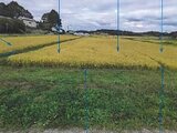 宮城県登米市 2万円 農地 382㎡