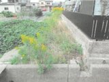 滋賀県長浜市 153万円 農地 418㎡
