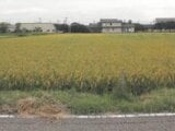 新潟県新潟市西蒲区 5万円 農地 185㎡