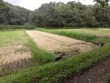 千葉県千葉市若葉区 6万円 農地 542㎡