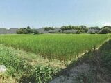 兵庫県神戸市西区の競売物件 77万円 農地 1,055m²