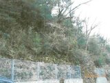 静岡県伊東市の競売物件 26万円 土地 822m²