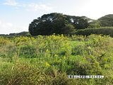 千葉県銚子市の国税庁公売物件 34万円 農地 2,056m²