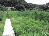 群馬県桐生市の競売物件 238万円 土地 1,339m²