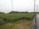 静岡県牧之原市の競売物件 82万円 農地 2,000m²