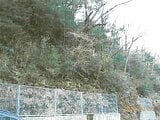 静岡県伊東市の競売物件 16万円 土地 822m²