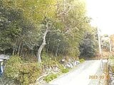 静岡県伊東市の競売物件 19万円 土地 198m²