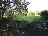 鹿児島県奄美市の競売物件 107万円 農地 10,230m²