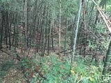 富山県富山市の競売物件 2万円 農地 163m²