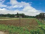 山梨県南都留郡山中湖村の競売物件 19万円 農地 648m²