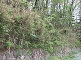 埼玉県秩父市の国税庁公売物件 5万円 土地 320m²