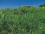 沖縄県国頭郡本部町の競売物件 228万円 土地 536m²