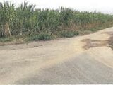 沖縄県八重山郡竹富町の競売物件 90万円 農地 4,266m²