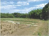千葉県香取市の競売物件 20万円 農地 3,356m²