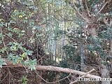 神奈川県横浜市港南区の国税庁公売物件 75万円 土地 115m²