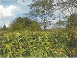 青森県むつ市の競売物件 39万円 土地 4,858m²