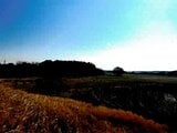埼玉県桶川市の競売物件 44万円 農地 1,942m²