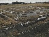 新潟県新潟市の競売物件 24万円 農地 1,021m²