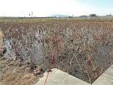 徳島県徳島市の競売物件 273万円 農地 3,903m²