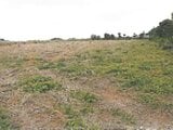 沖縄県国頭郡国頭村の競売物件 19万円 農地 15,340m²
