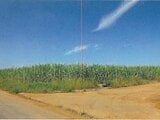 沖縄県宮古島市の競売物件 198万円 農地 4,939m²