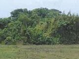千葉県南房総市の競売物件 139万円 土地 772m²