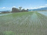 滋賀県守山市の競売物件 192万円 農地 3,016m²