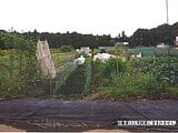 千葉県柏市の国税庁公売物件 19万円 農地 395m²