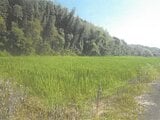 大分県速見郡日出町の競売物件 32万円 農地 1,199m²