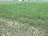 福井県坂井市の競売物件 27万円 農地 1,030m²