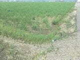 福井県坂井市の競売物件 141万円 農地 5,595m²