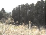 佐賀県唐津市の競売物件 5万円 土地 2,827m²