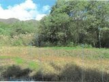 福島県耶麻郡北塩原村の競売物件 76万円 土地 2,037m²