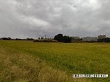 千葉県山武市の国税庁公売物件 10万円 農地 1,736m²