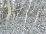 茨城県桜川市の競売物件 52万円 土地 3,291m²