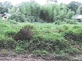 千葉県山武市の競売物件 135万円 土地 1,283m²