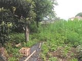 埼玉県秩父郡長瀞町の競売物件 48万円 農地 598m²