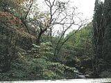 岐阜県高山市の競売物件 147万円 土地 233,759m²