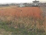 奈良県磯城郡三宅町の競売物件 196万円 農地 1,292m&sup2;
