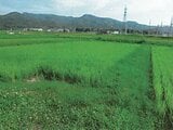 石川県鹿島郡中能登町の競売物件 87万円 農地 2,983m&sup2;