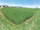香川県丸亀市の競売物件 65万円 農地 900m&sup2;