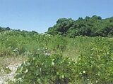 山口県宇部市の競売物件 71万円 土地 2,109m&sup2;