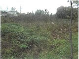 長野県小諸市の競売物件 51万円 農地 1,482m&sup2;