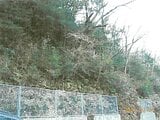 静岡県伊東市の競売物件 9万円 土地 822m&sup2;